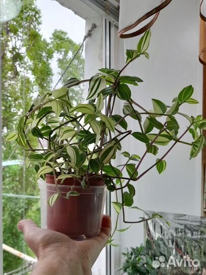 Комнатные цветы