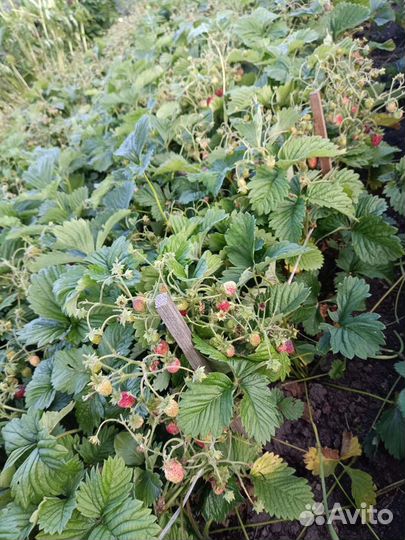 Земляника садовая