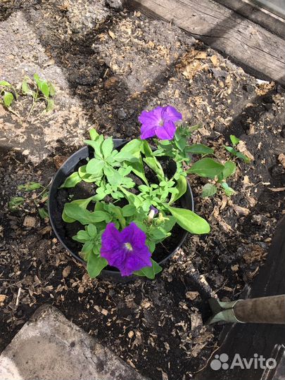 Рассада петунья