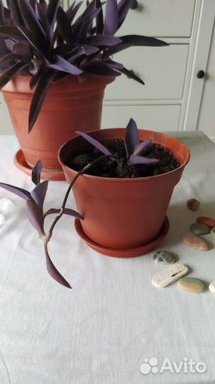 Традесканция (Сеткреазия пурпурная)