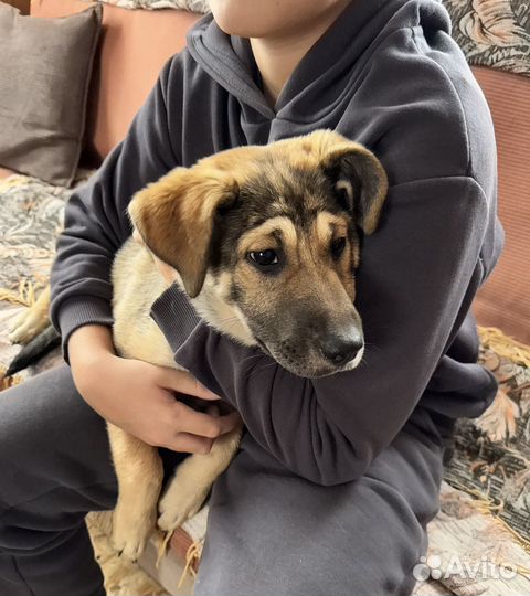 3 месяца, девочка