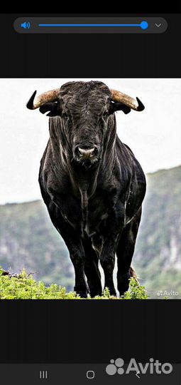 Навоз бесплатно