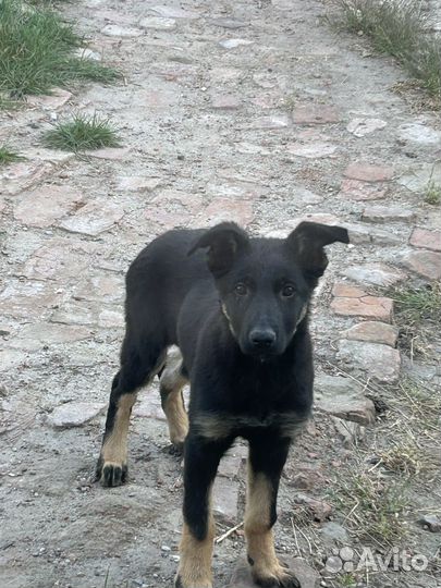 Немецкая овчарка девочка