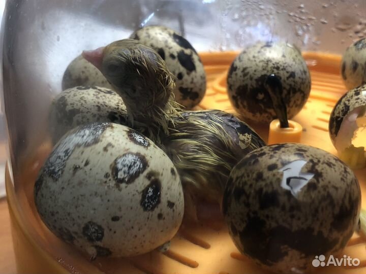 Инкубатор автоматический на 6 кур./12 перепел. яиц