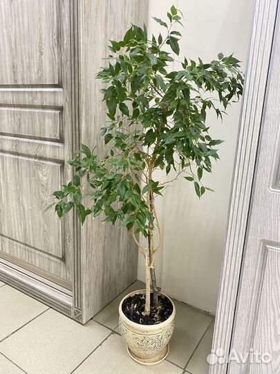 Цветы для офиса