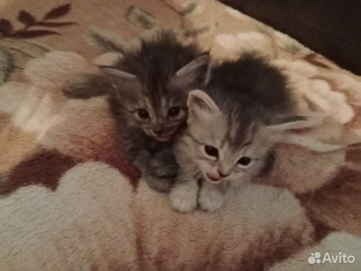 Отдам в добрые руки