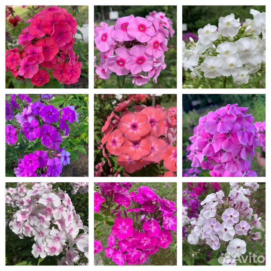 Флоксы сортовые