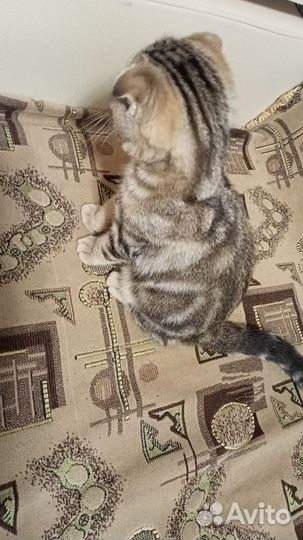 Шотландский котёнок