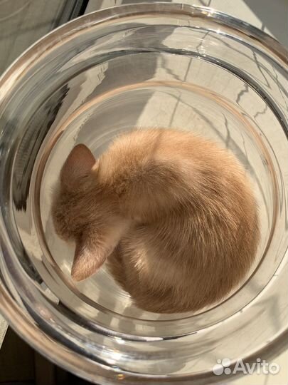 Котенок - лисенок Петечка