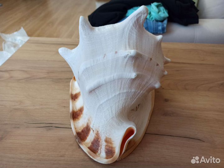 Морская раковина