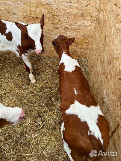 Телята доставка до двора за наш счёт