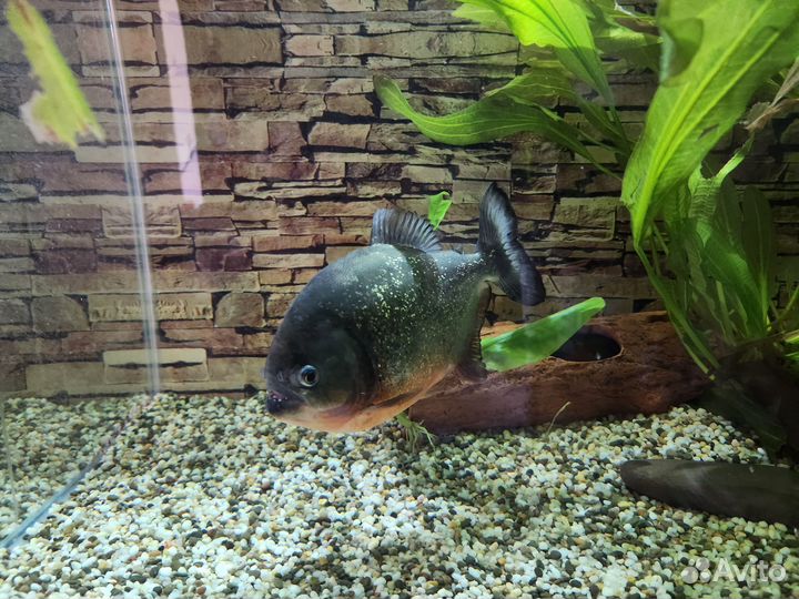 Пираньи Натерера