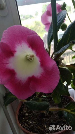 Комнатные растения цветы