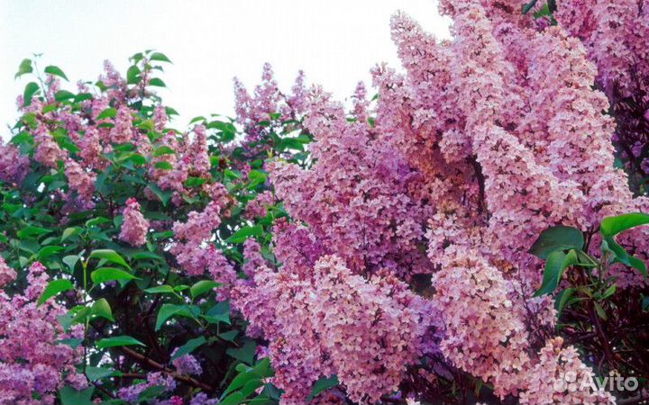 Сирень обыкновенная Высота от 50см