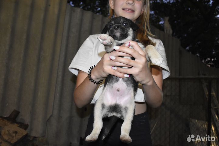 Щенки в дар в добрые руки