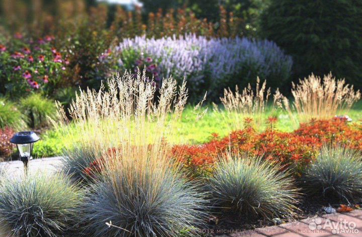 Пампасная трава, мискантус, овсяница