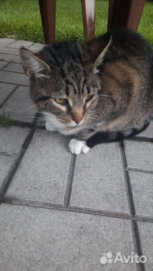 Кошки в добрые руки бесплатно