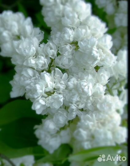 Сирень сорт Память о Колесникове. штамб 130 см