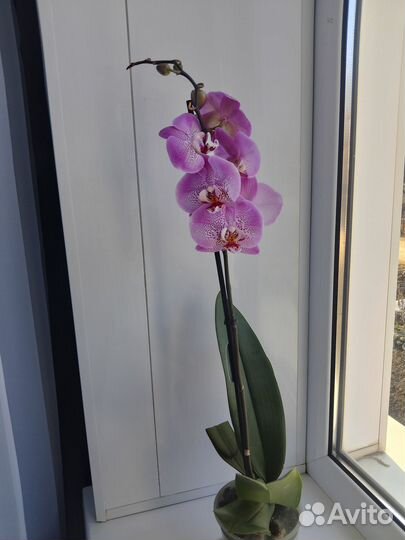 Орхидея фаленопсис
