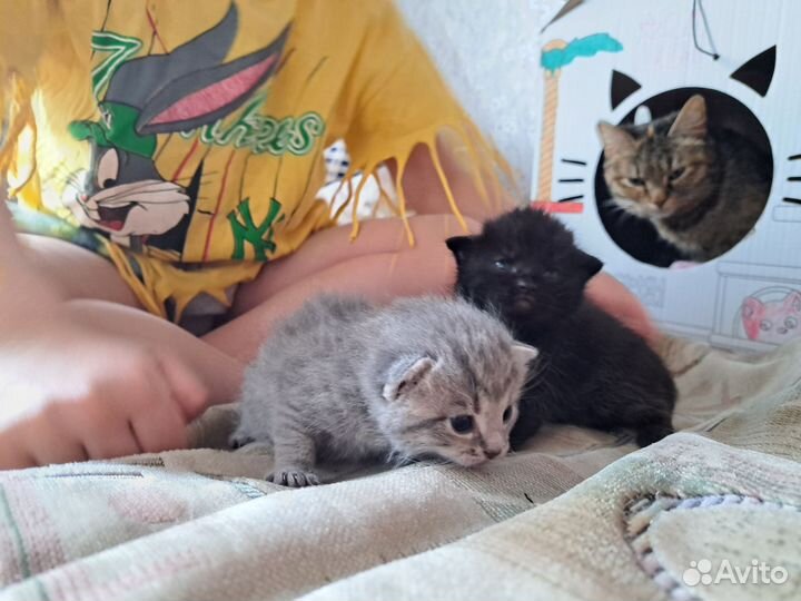 Котята в добрые руки