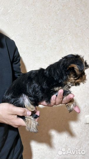 Йоркширский терьер щенки девочки