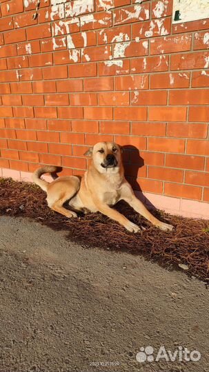 Собака в добрые руки