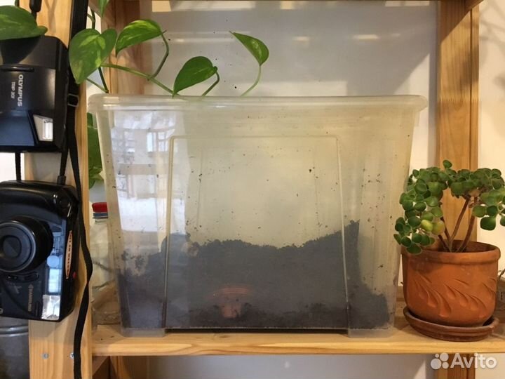 Большая африканская улитка