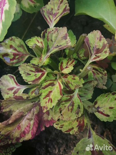 Черенки колеуса