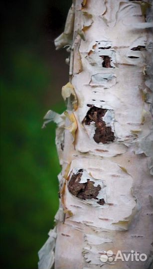 Видеограф / Оператор / Съемка видео