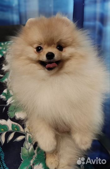 Кремовый мальчишка