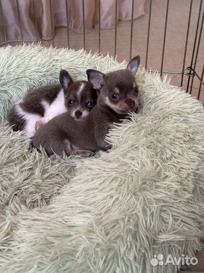 Лиловый принц