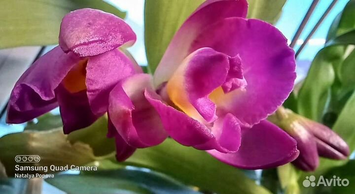 Орхидеи. Фаленопсис, ваниль, дендробиум