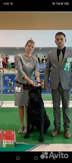 Щенки кане Корсо