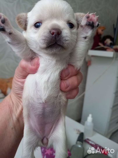 Чихуахуа девочка