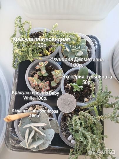 Суккуленты разные