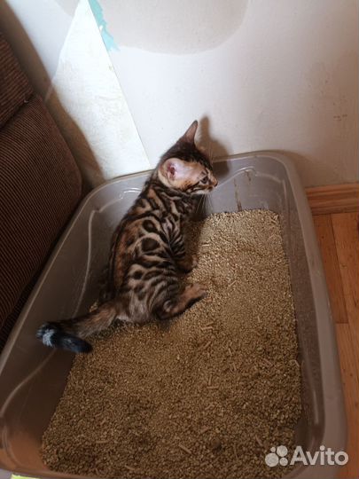 Бенгальская