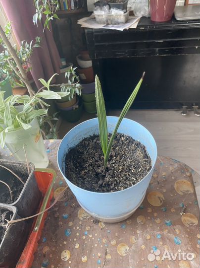 Финиковая пальма