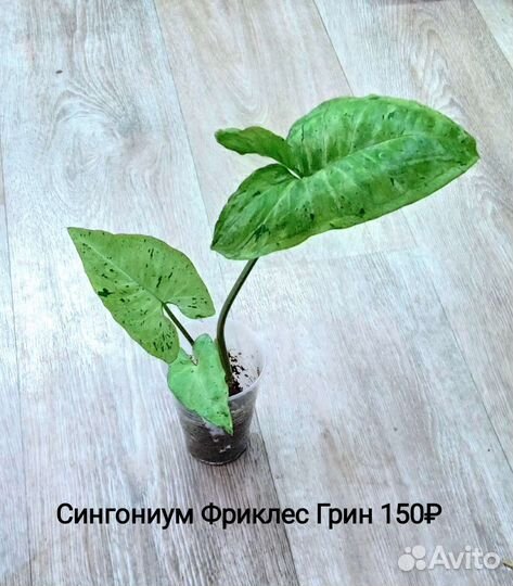 Комнатные растения. Сортовые сингониумы