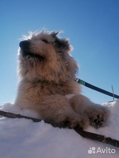 Собака в добрые руки