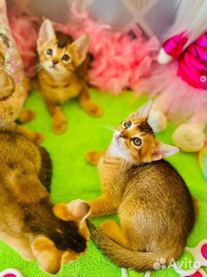 Котенок мальчик