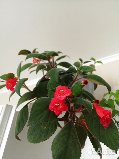 Комнатные растения