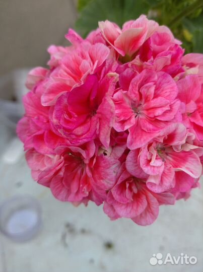 Пеларгония герань