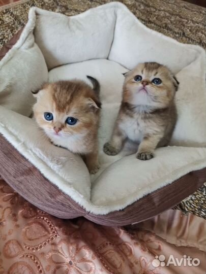 Шотландские котята