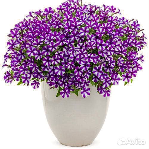 Петуния мини vista