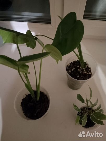 Комнатные цветы