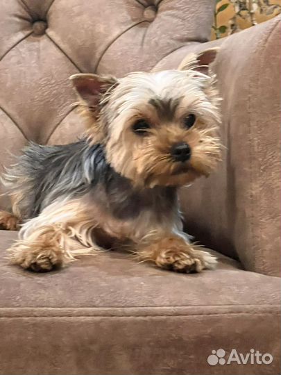 Йоркширский терьер