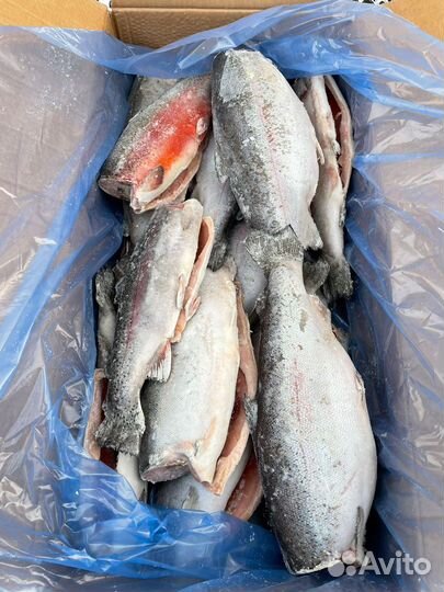Свежемороженая рыба оптом. От производтеля