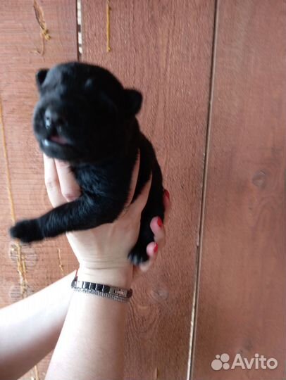 Щенки немецкой овчарки