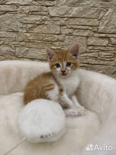 Котята в добрые руки бесплатно