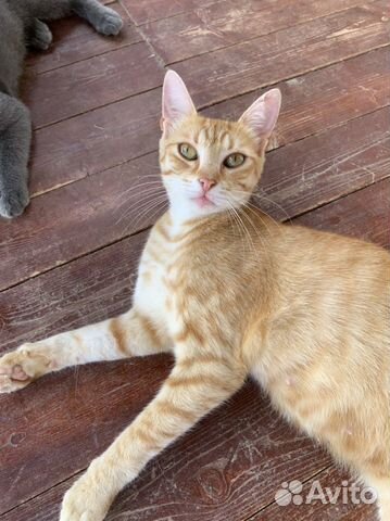 Рыжее солнышко - котенок девочка. Рыжая кошка объявление продам
